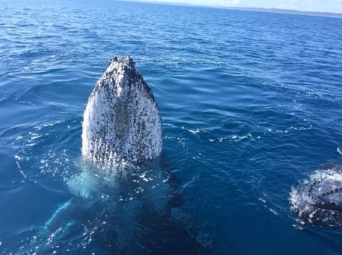 Whitehaven Beach Half-Day Cruises - VIC Tourism 3