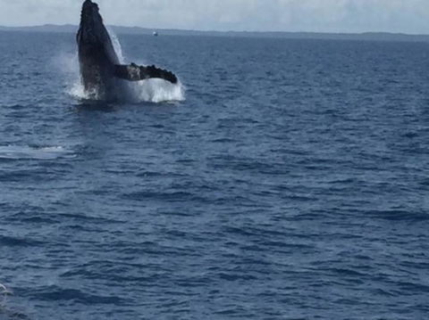 Whitehaven Beach Half-Day Cruises - VIC Tourism 5