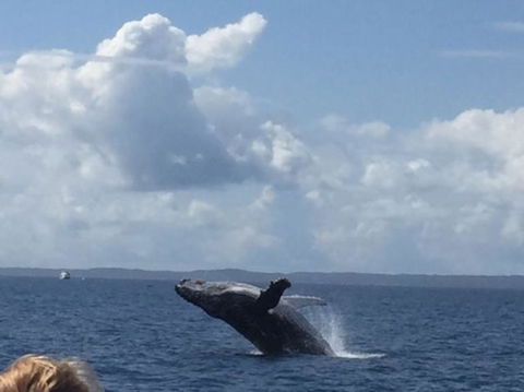 Whitehaven Beach Half-Day Cruises - VIC Tourism 6