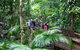 Full Day Daintree Rainforest And Mossman Gorge Tour - thumb 0