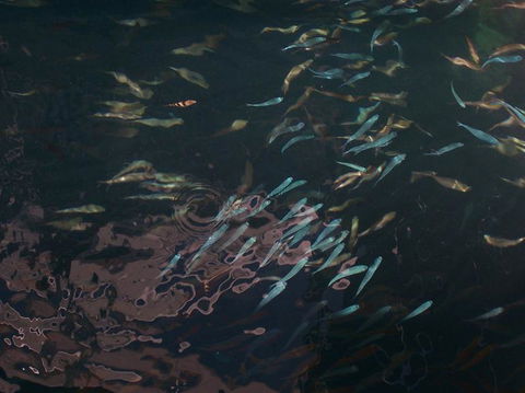 Great Barrier Reef Day Cruise To Reefworld - VIC Tourism 17