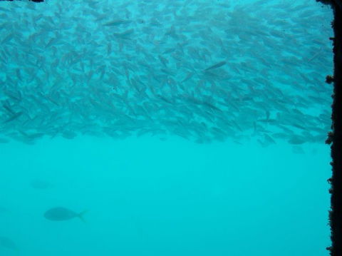 Great Barrier Reef Day Cruise To Reefworld - VIC Tourism 10
