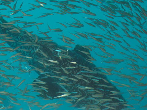 Great Barrier Reef Day Cruise To Reefworld - VIC Tourism 2