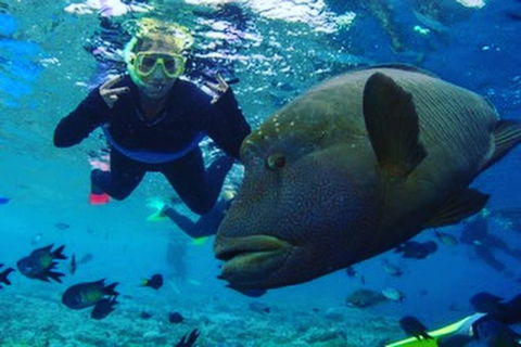 Great Barrier Reef Day Cruise To Reefworld - VIC Tourism 5