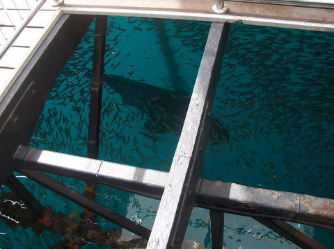 Great Barrier Reef Day Cruise To Reefworld - VIC Tourism 19