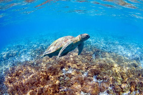 Great Barrier Reef Day Cruise To Reefworld - VIC Tourism 27