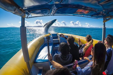 Ocean Rafting Tour To Whitehaven Beach, Hill Inlet Lookout & Top Snorkel Spots - VIC Tourism 14