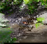 Whitsunday Crocodile Safari including Lunch - VIC Tourism