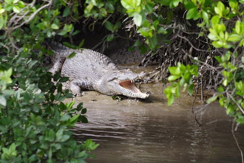 Whitsunday Crocodile Safari Including Lunch - VIC Tourism 0