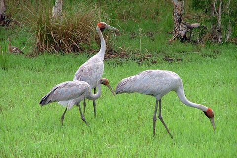 Whitsunday Crocodile Safari Including Lunch - VIC Tourism 9