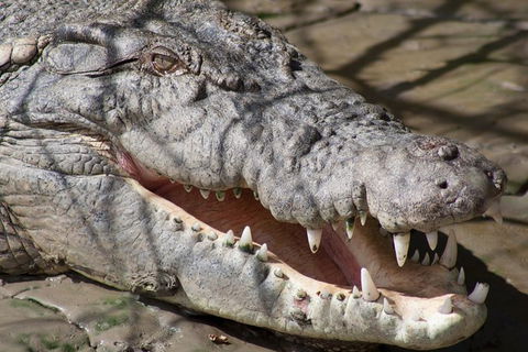 Whitsunday Crocodile Safari Including Lunch - VIC Tourism 11