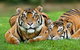 Gold Coast Attraction Pass Including Currumbin Wildlife Sanctuary And Paradise Jetboating - thumb 9