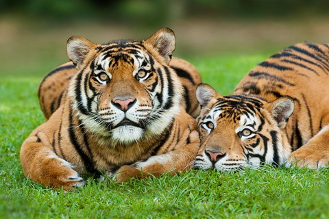 Gold Coast Attraction Pass Including Currumbin Wildlife Sanctuary And Paradise Jetboating - VIC Tourism 9