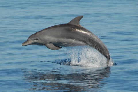 Fraser Island & Dolphin Sailing Adventure - VIC Tourism 1