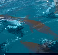 Fraser Island  Dolphin Sailing Adventure - VIC Tourism