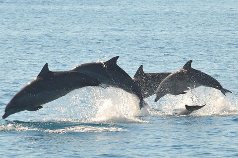 Fraser Island & Dolphin Sailing Adventure - VIC Tourism 5