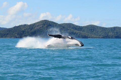 Whitsundays Whale Watching Cruise From Airlie Beach - VIC Tourism 0