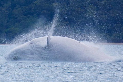 Whitsundays Whale Watching Cruise From Airlie Beach - VIC Tourism 1