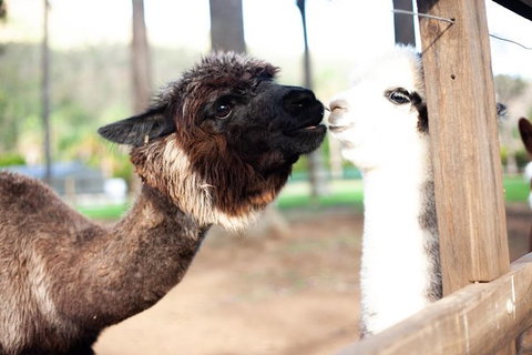 O\'Reilly\'s & Lamington National Park Incl. Alpaca Farm + Vineyard - VIC Tourism 5
