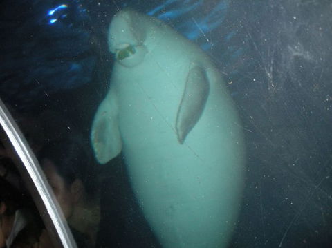 Quicksilver Outer Great Barrier Reef Snorkel Cruise From Palm Cove - VIC Tourism 4