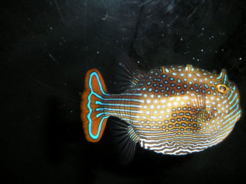 Quicksilver Outer Great Barrier Reef Snorkel Cruise From Palm Cove - VIC Tourism 6
