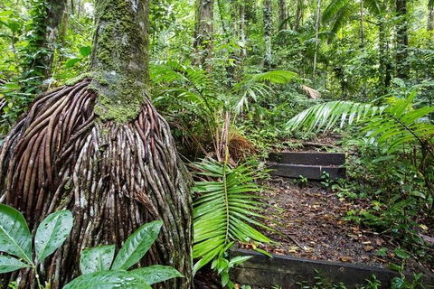 Whitsundays Tropical Rainforest, Waterfalls And Airlie Beach Eco Experience - VIC Tourism 7
