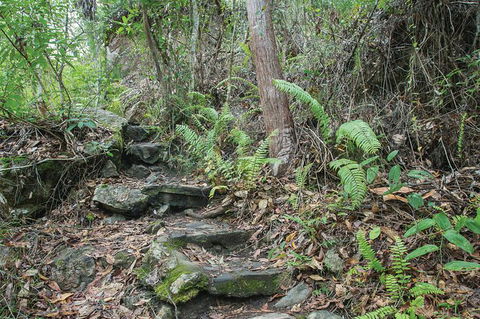 Whitsundays Tropical Rainforest, Waterfalls And Airlie Beach Eco Experience - VIC Tourism 16
