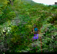Tamborine Mountain Daily Service Treetop Challenge and Thunderbird Park - VIC Tourism