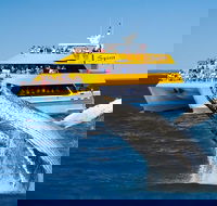 Spirit of Hervey Bay Whale Watching Cruise - VIC Tourism