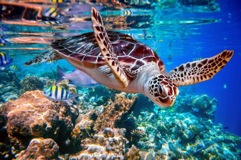 Whitehaven Beach And Hill Inlet Lookout Full-Day Snorkeling Cruise By High-Speed Catamaran - VIC Tourism 9