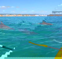 Half-Day Kayak with Dolphins and 4WD Beach Drive from Rainbow Beach - VIC Tourism