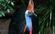 Cape Tribulation, Daintree Rainforest And Wildlife Tour - thumb 1