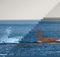 Whale Watching Ocean Tour - VIC Tourism