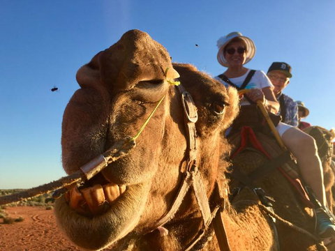 Uluru Small-Group Tour By Camel At Sunrise Or Sunset - VIC Tourism 7