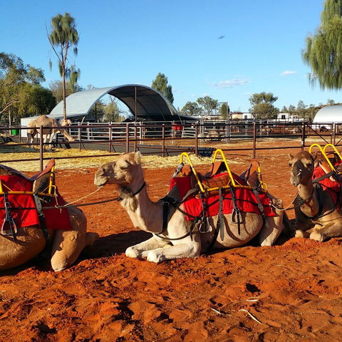 Uluru Small-Group Tour By Camel At Sunrise Or Sunset - VIC Tourism 15