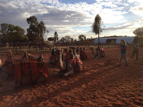 Uluru Small-Group Tour By Camel At Sunrise Or Sunset - VIC Tourism 23
