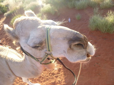 Uluru Small-Group Tour By Camel At Sunrise Or Sunset - VIC Tourism 10