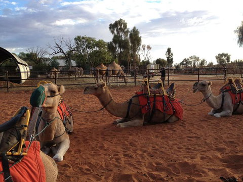 Uluru Small-Group Tour By Camel At Sunrise Or Sunset - VIC Tourism 24