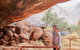 Uluru Sunrise And Guided Base Walk - thumb 10