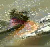 Darwin Jumping Crocodiles Cruise on Adelaide River - VIC Tourism