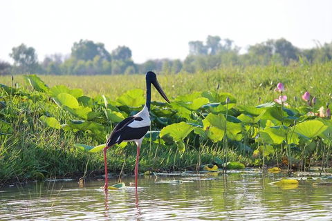 Mary River Wetlands Helicopter And Airboat Adventure From Darwin - VIC Tourism 4