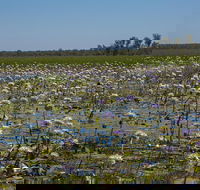 230pm Safari Cruise 1.5 Hours - VIC Tourism