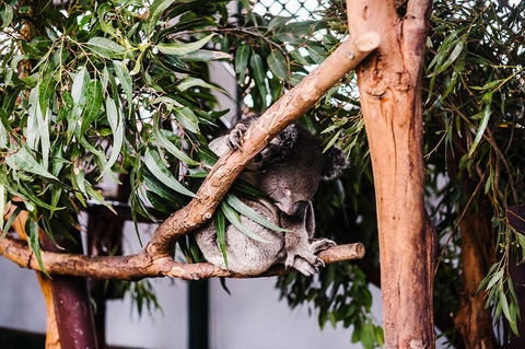 All-Inclusive Blue Mountains Day Trip With River Cruise - VIC Tourism 14