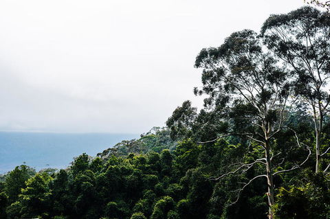 All-Inclusive Blue Mountains Day Trip With River Cruise - VIC Tourism 18
