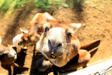 All-Inclusive Blue Mountains Day Trip With River Cruise - VIC Tourism 29