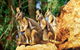 Sydney Harbour Hop On Hop Off Cruise With Taronga Zoo Entry - thumb 0