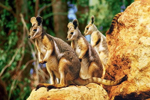 Sydney Harbour Hop On Hop Off Cruise With Taronga Zoo Entry - VIC Tourism 0