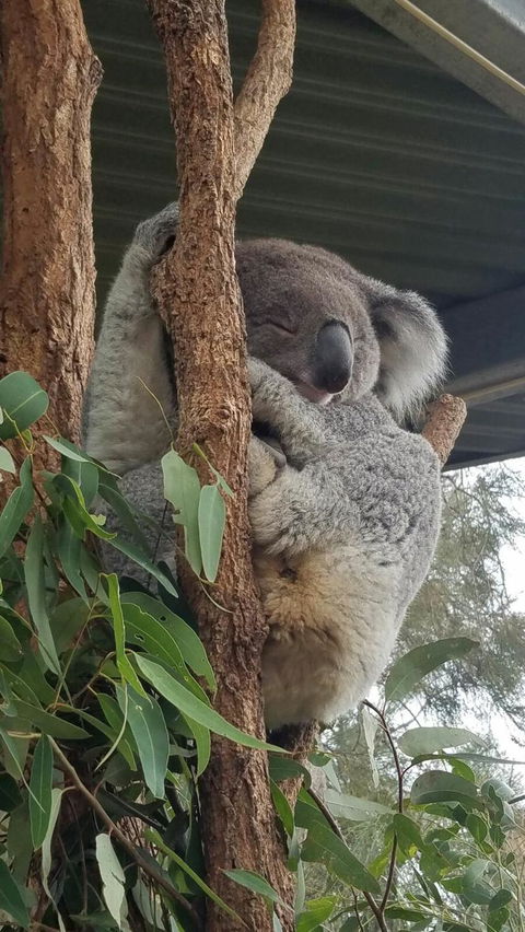 Sydney Taronga Zoo\'s Australian Animals Tour - VIC Tourism 5