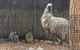 Sydney Taronga Zoo\'s Australian Animals Tour - thumb 3