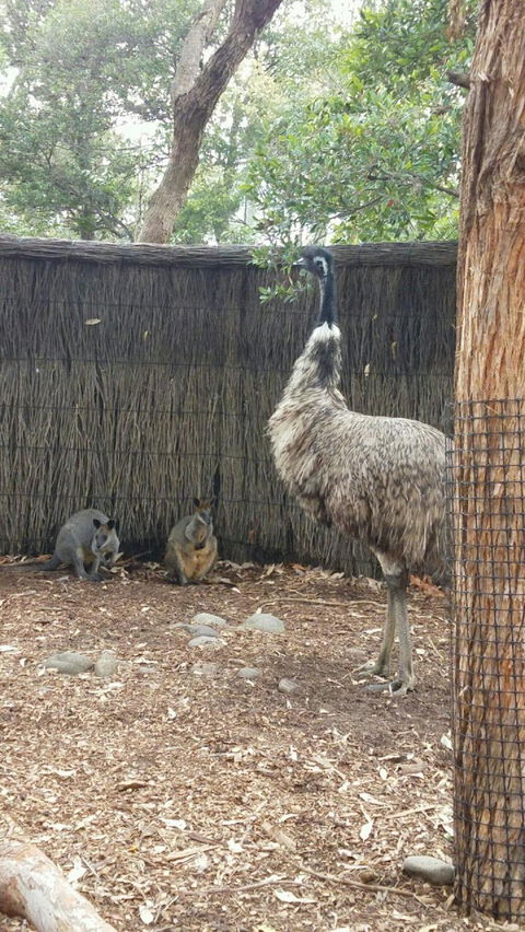 Sydney Taronga Zoo\'s Australian Animals Tour - VIC Tourism 3